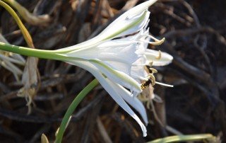 לא קונים ילדים בסופר !