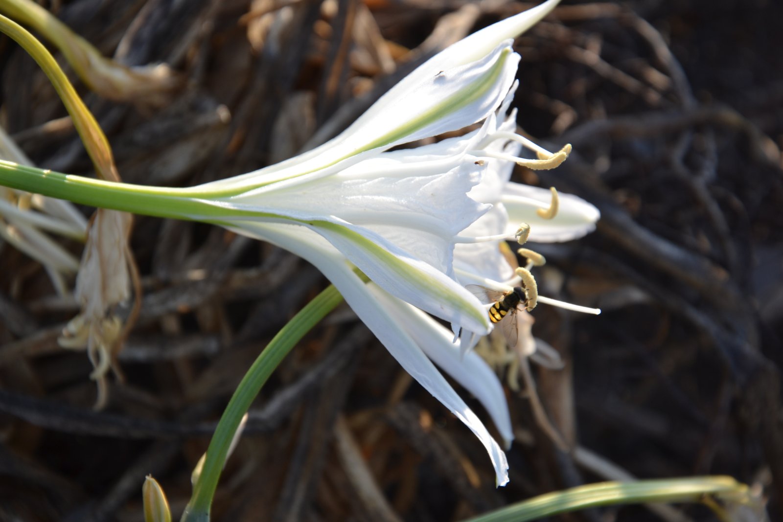 לא קונים ילדים בסופר !