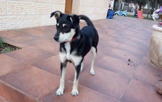 12804716_10153504852271699_2199489743546556800_n