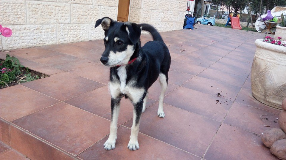 12804716_10153504852271699_2199489743546556800_n