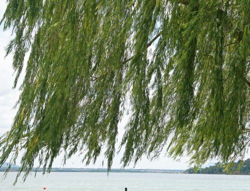 איך זה מרגיש להיות ערבה בסוכות?