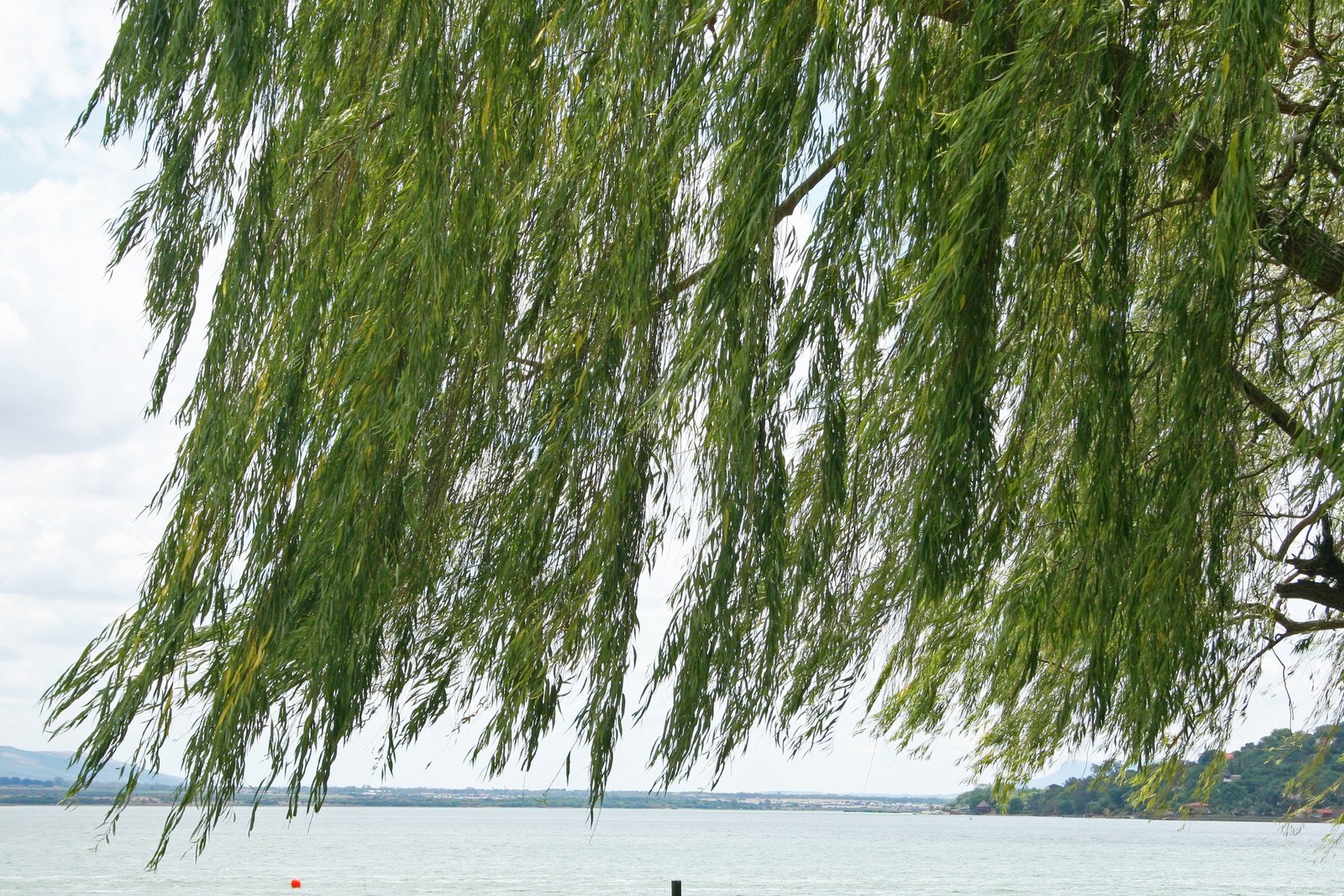 willow-tree-over-dam